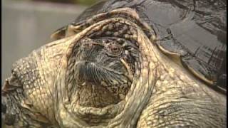 Turtle Defense
