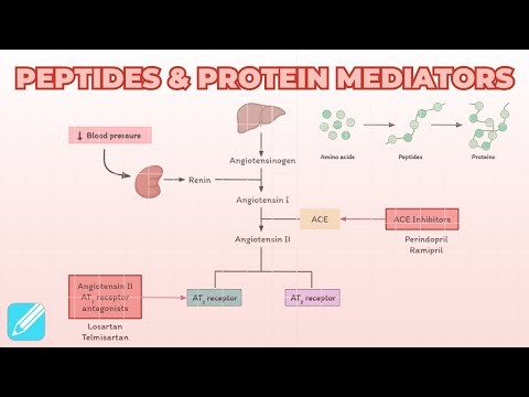 Peptides & Protein Mediators: Insulin and Angiotensin | Pharmacology