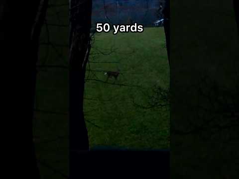 So close! Archery deer hunting! #hunting #archery #shorts