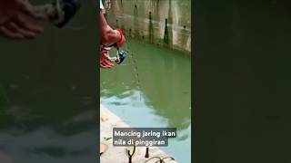Mancing jaring nila di pinggiran gak sangka dapat besar || #short #fishing #fishingmancingjaring