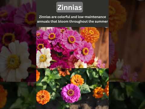 Flower can calm your heart #gardening #garden #plant #flowers #verticalgardening #nature