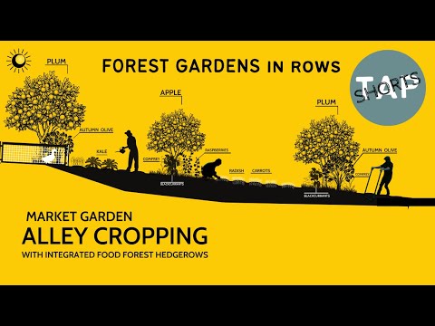 FOREST GARDEN HEDGEROWS | MARKET GARDEN ALLEY CROPPING | TAP SHORTS