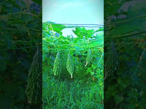 Gujrati nahi rat ☘️💖 #youtubeshorts #song #bollywood #viralvideo #viralsong #nature