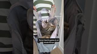 #catgram #funnyanimals #kittensofinstagram #funny #funnyvideo #funnycats #cute