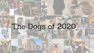 The Dogs of 2020