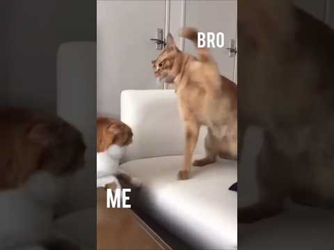 Brothers be like: 👀 #funny #memes