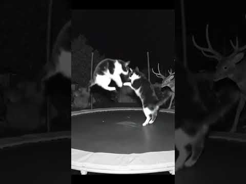 Two Baby cats Jumping on Trampoline at Night! 🐱🐱🌙#cute  #funny