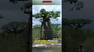 Baobab : A 1000 year old tree that store 120,000 liters of water. #shorts #plants #baobab #factopia