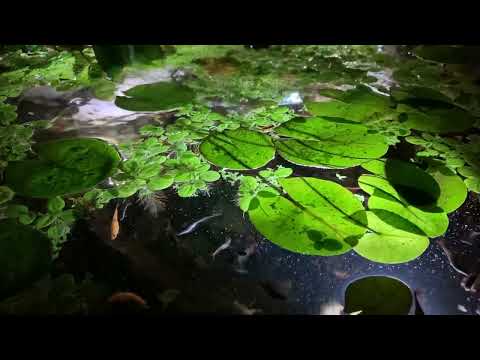 Patio Pond