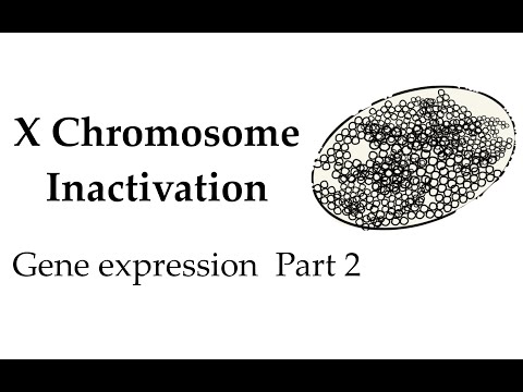 X chromosome inactivation P2 (#54)