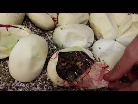 White Albino Tiger x Suntiger Het Albino Reticulated Python Clutch