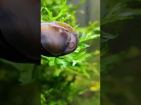 snails mouth