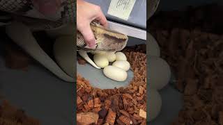 Last Pied clutch of 2025! #ballpythonmorphs #royalconstrictordesigns #piedballpython