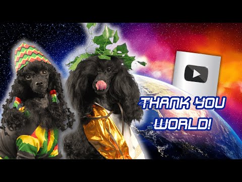 Poodles Travel the World! 🌎✨