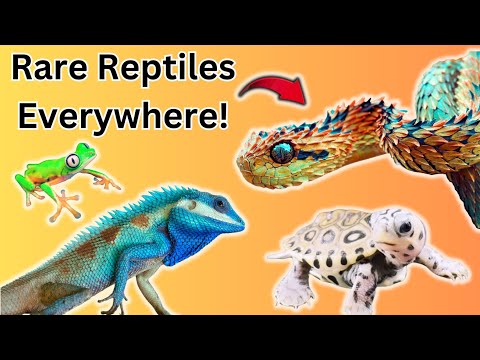 Reptilian Nation Expo 2024!