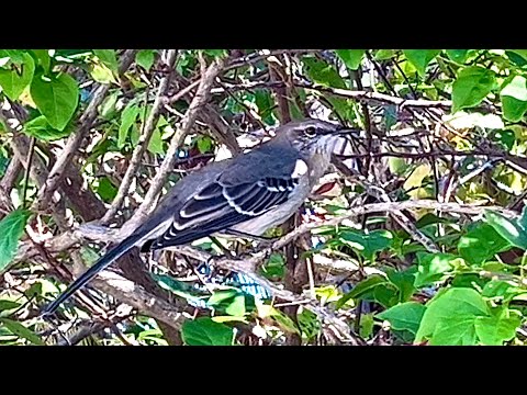 Singing Bird