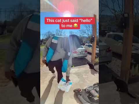 cats do talk