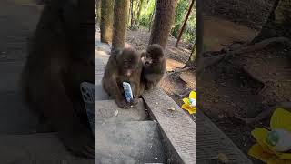funny#monkey #zoo