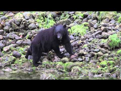 West Coast Wild ~ What's YOUR Tofino? #yourtofino