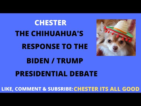 Chester the Chihuahua Reaction to the Presidential Debate