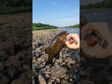Susquehanna River Fishing with Live Hellgrammites! #fishing #riverfishing #smallmouth #bass #shorts