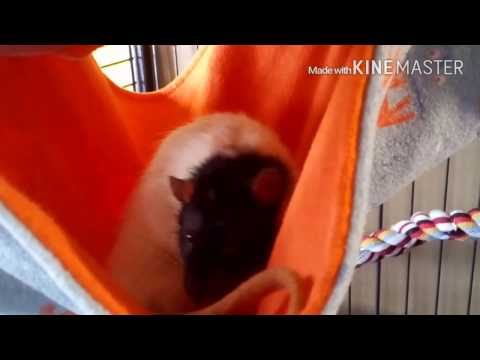 My pet rat. Chips gromming session
