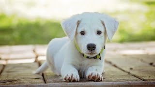 #dog #pets #animals #Shorts #youtubeshort #firstshortvideo