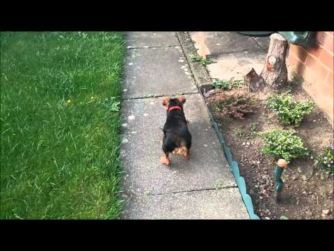 Dog vs Feather