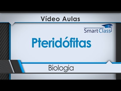 Pteridófitas