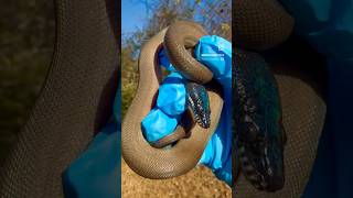 2025 US Captive Bred Northern White Lipped Python - Produced by us!