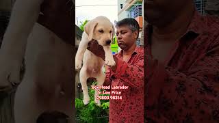 Labrador In Low Price 😍 #dog #labrador #shorts #Galiff #puppy