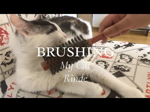 Brushing my #cat Rinde, Catlog - 3
