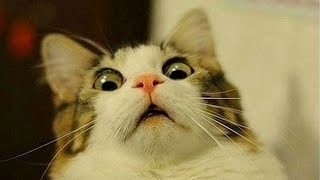 Funny Cats Reaction To Magic Tricks! Try Not To Laugh!