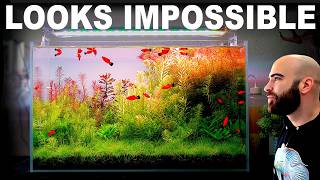 HOW TO MAKE A BEAUTIFUL, LOW COST, PLANTS ONLY AQUASCAPE THE EASY WAY