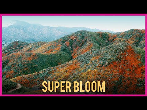 Super Bloom
