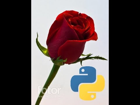 Red Rose Drawing with Python #shorts