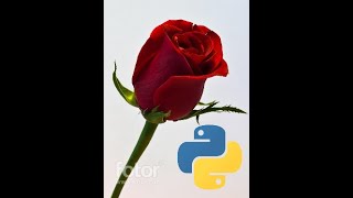 Red Rose Drawing with Python #shorts