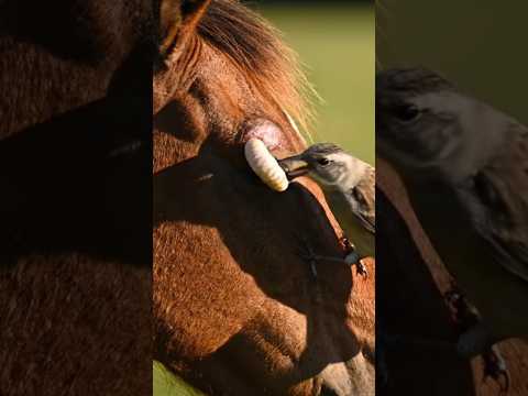 Bird Cleans Horse’s Eyebrow | Nature’s Mutualism 🐦✨ #animals  #natureshorts