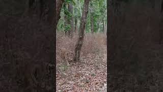 #tigersofindia #tiger #tigersafari #bestvideo #best sight seeing #fullvideoonyoutube #viral #shorts