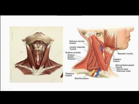 Pre Vertebral & Para Vertebral Muscles of Neck