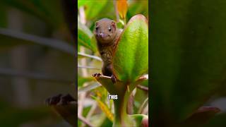The amazing symbiotic relationships in the animal world✨#shortvideo #cute #animals #funny