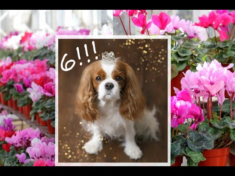 🌷Winter gardens and Lilly's 6th Birthday❤️| Cavalier King Charles Spaniel Lilly🐶❤️