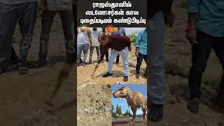 Jurassic Park In Jaisalmer? | Fossil Found In Rajasthan | Dinosaur-Era Fossils | Sun News