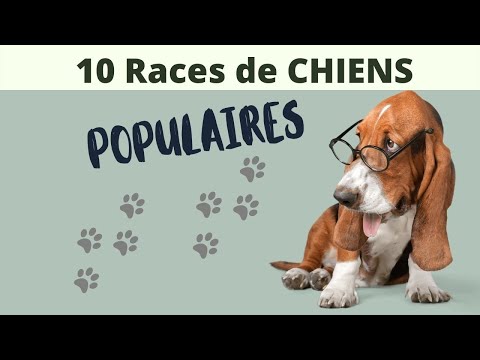 10 RACES DE CHIENS POPULAIRES