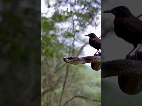 Bird in Peril: A Snake's Lurking Danger"Hashtags: #BirdInDanger #SnakePredator #NatureDrama