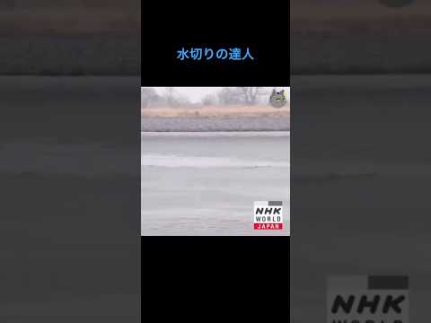 水切りの達人 #shorts #水切り #おすすめ