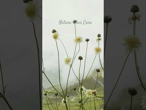 #music #musical #relaxing #enjoy #naturelovers #nature #popularsong #summer #4k #4k_status