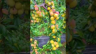 #healthyplants #gardening #plantingt#youtubeshorts #foryou #healthyplants100percent