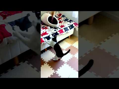猫じゃらし