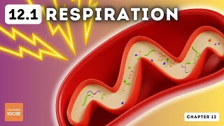 IGCSE Biology - Respiration (12.1)